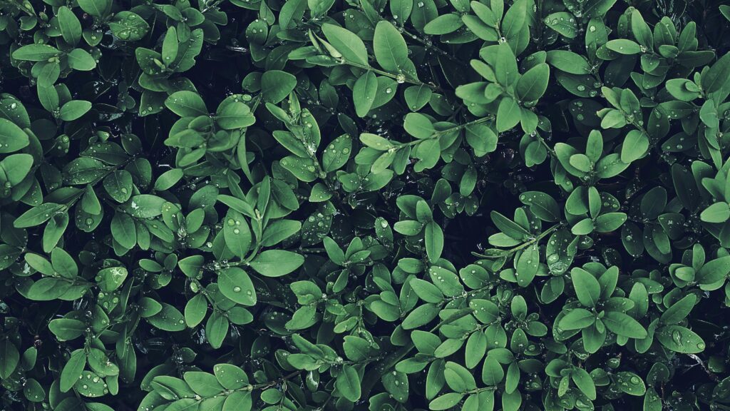 A serene close-up of lush green leaves with morning dew drops, perfect for nature backgrounds.